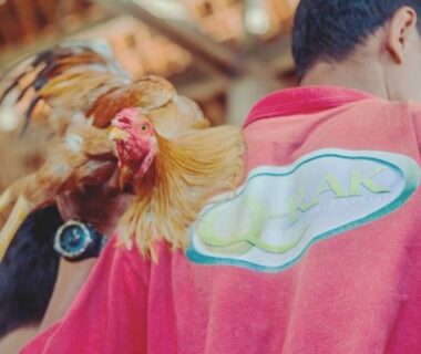 History of development of fighting cocks
